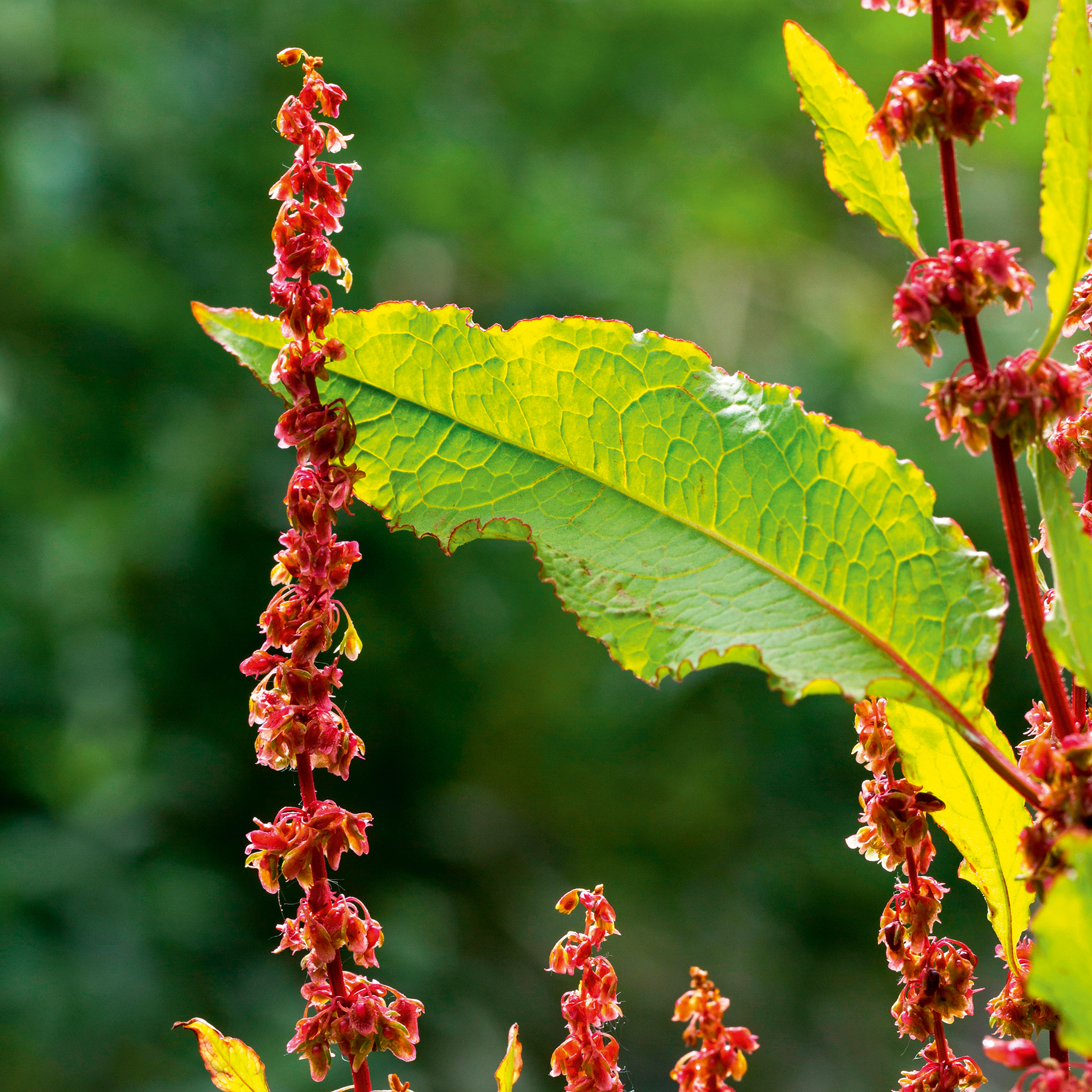 The broad-leaved dock (Rumex obtusifolius): From Chaucer’s Troilus to today’s children, docks have been rubbed in desperate hope.