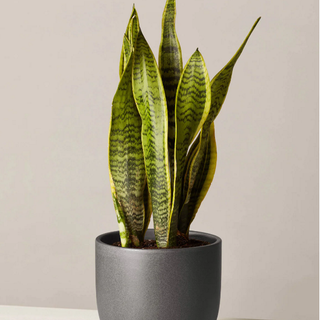 The Sill snake plant