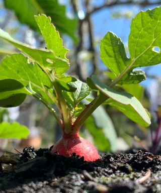 radishes growing in the ground