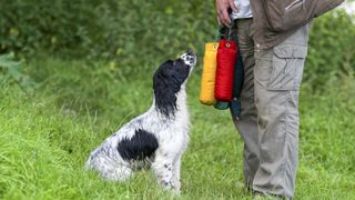 Man's best friend - the English springer spaniel