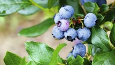 Blue and pink-blushed blueberries in a cluster against dark green foliage