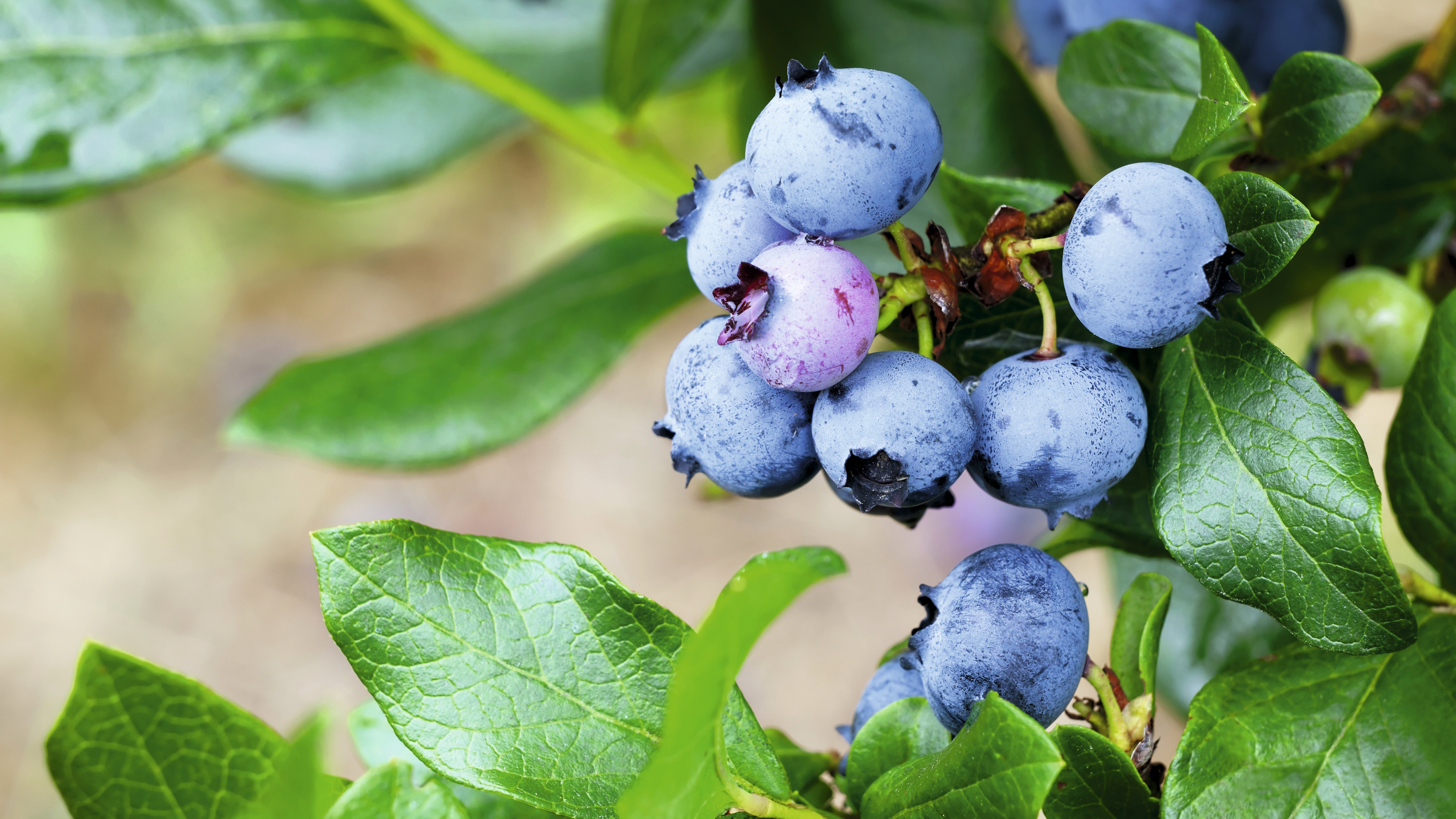 Blue and pink-blushed blueberries in a cluster against dark green foliage