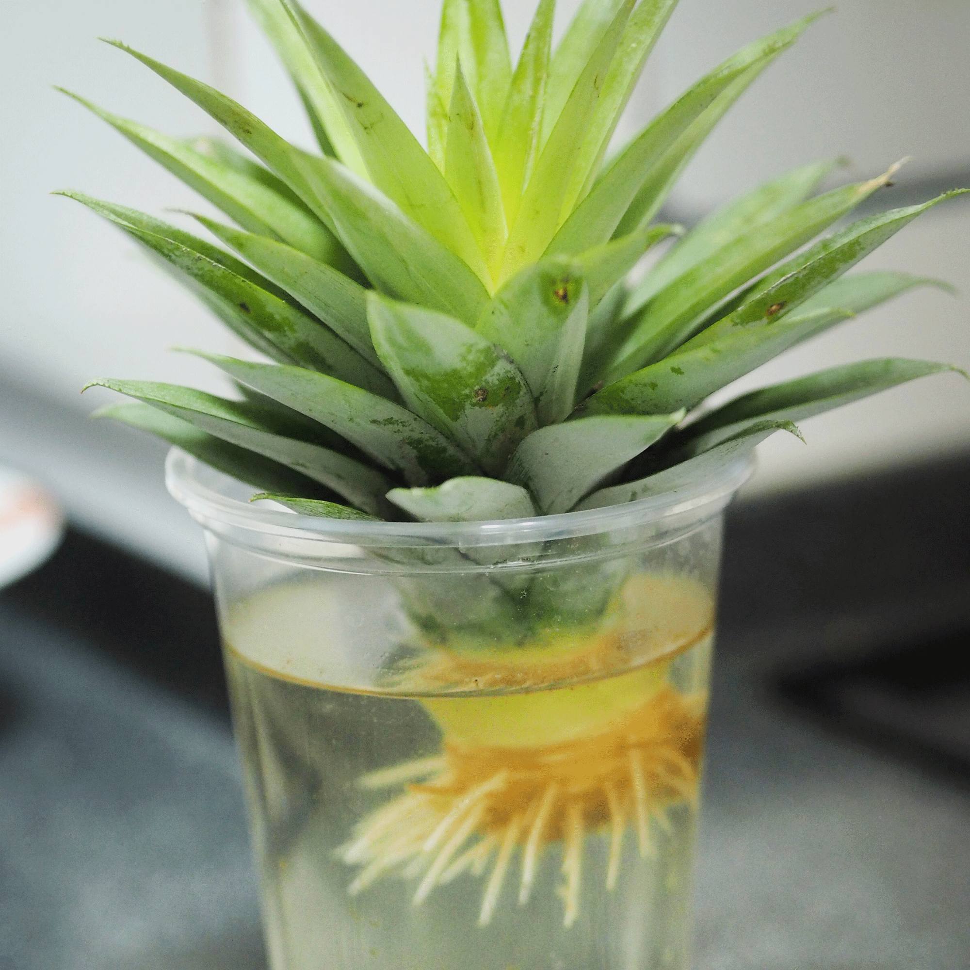 Pineapple top growing in water glass