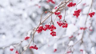 Red winter berries on tree against a snowy backdrop