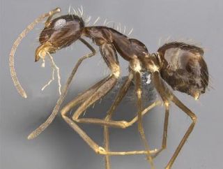 P. Longicornis ant