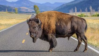 Bison standing on a road