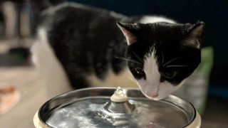 cat drinking from water fountain