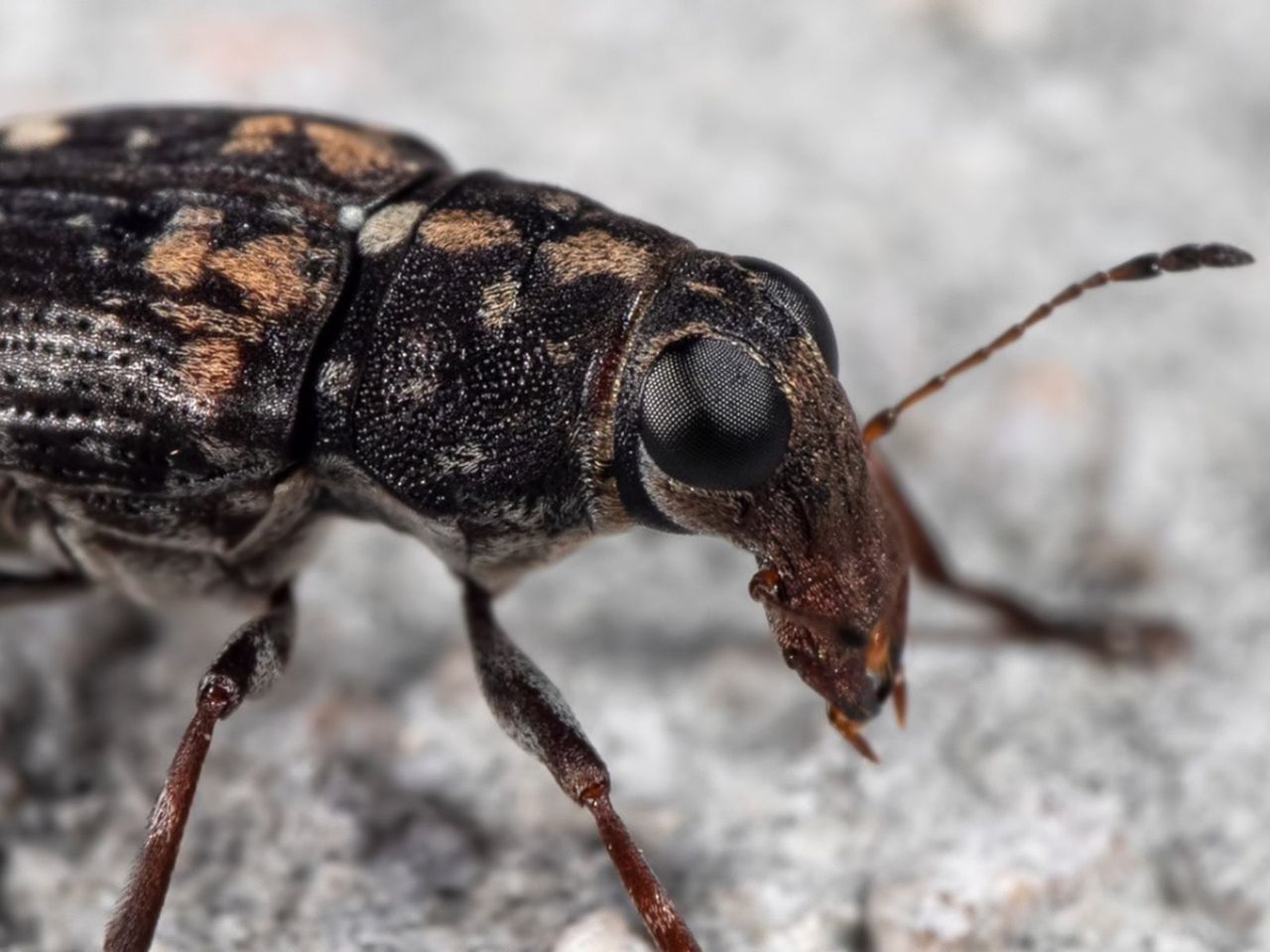 Plum Curculio Snout Beetle