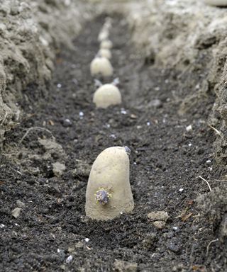 A row of chitted potatoes laid out