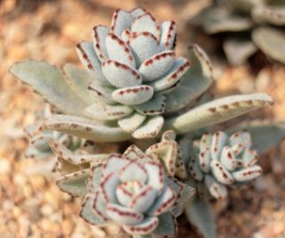 panda plant growing on gravel