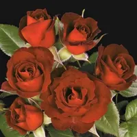 Coffee Bean™ Rose | View at Nature Hills