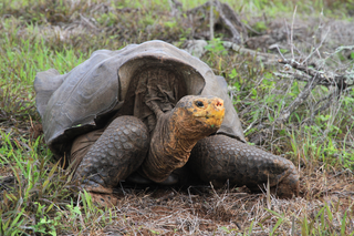 A giant saddleback tortoise on the Galapagos island of Espanola.