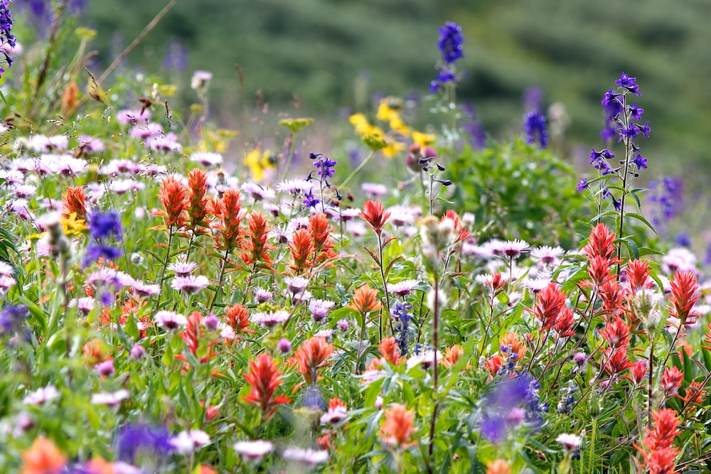 subalpine flower meadow in Colorado