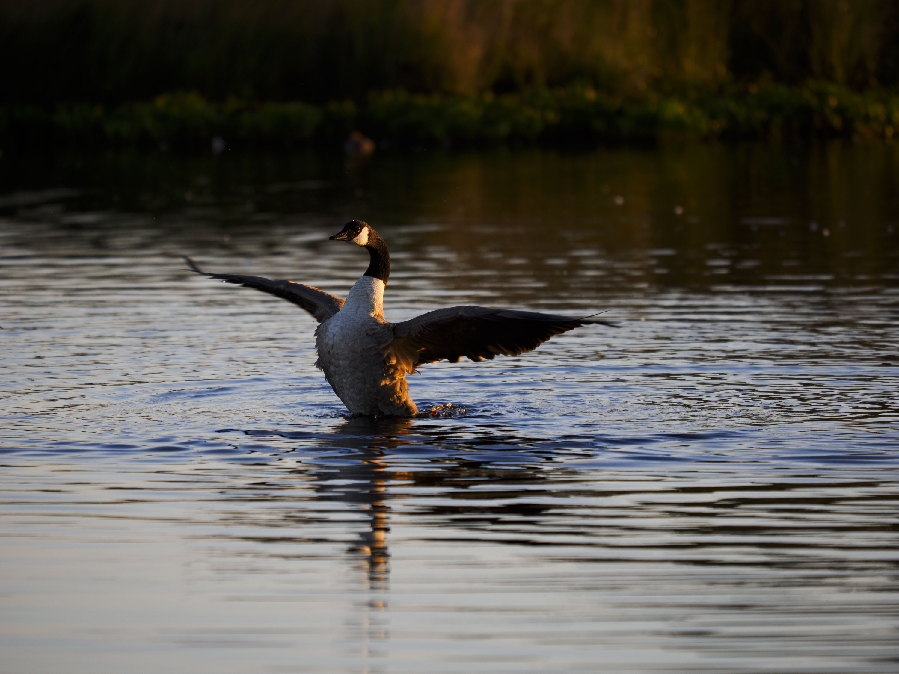 OM System 50-200mm F2.8 sample gallery: goose in water at first light