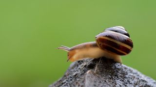 snail sat on a wet rock in a garden
