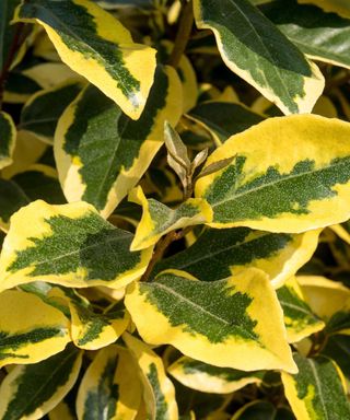 Elaeagnus ebbingei 'Gilt Edge'