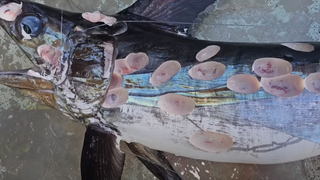 A close-up picture of the swordfish shows the cookiecutter shark bite marks.