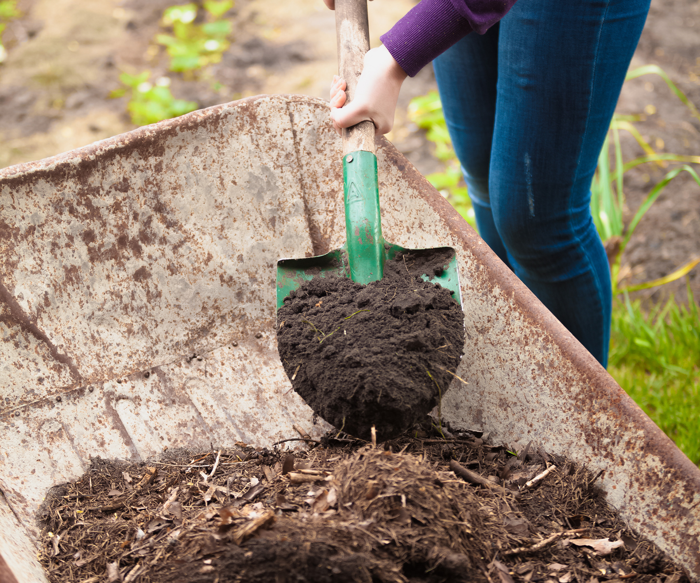Gardener shovelling soil out of a metal wheelbarrow