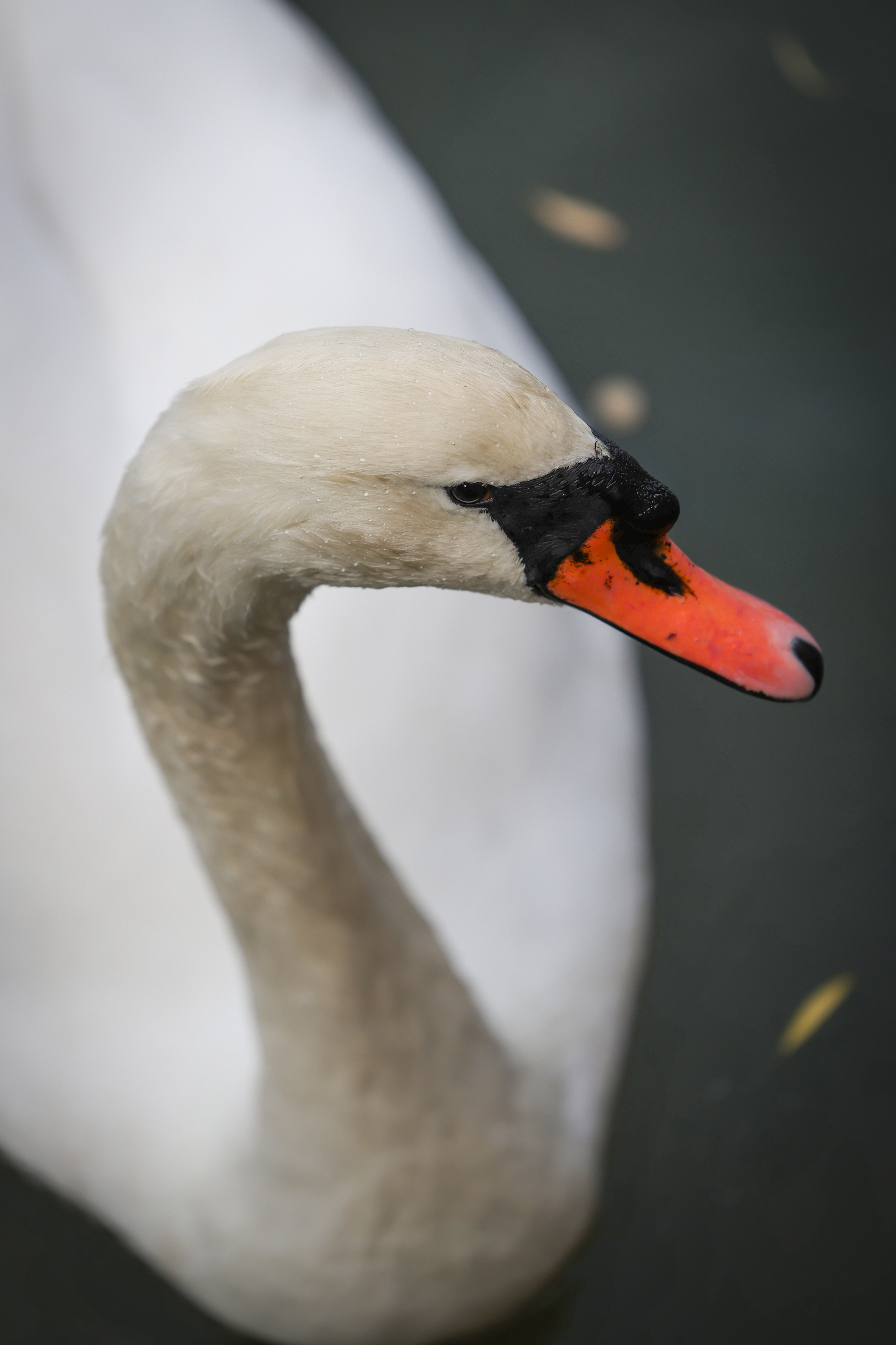 Sample image taken with the Canon EOS R6 Mark III using the RF 70-200mm f/2.8 IS USM