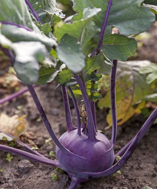 Kohlrabi growing in vegetable plot