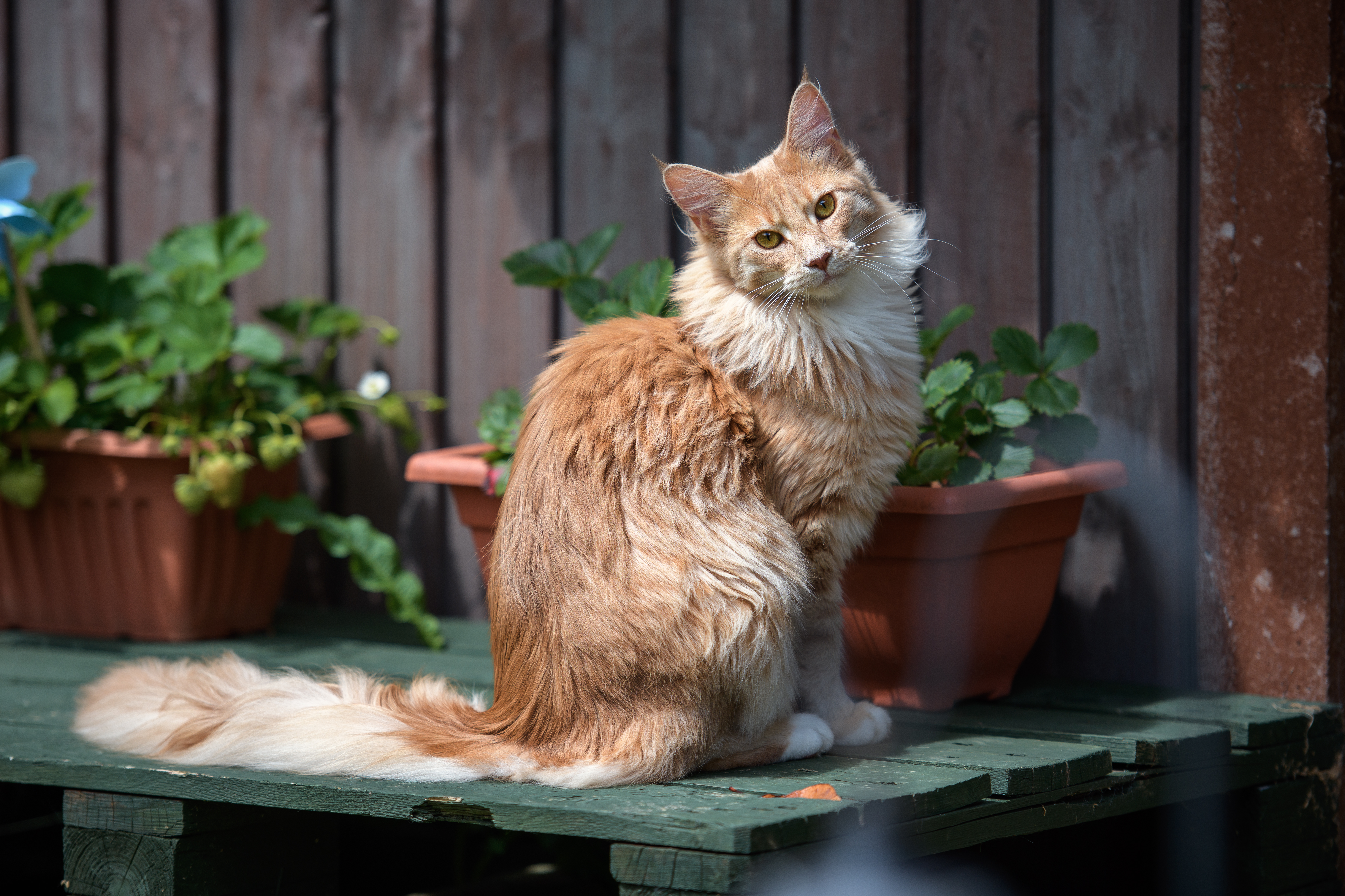 A fluffy cat sat on a table.