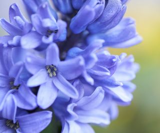 Close up of blue hyacinth flower