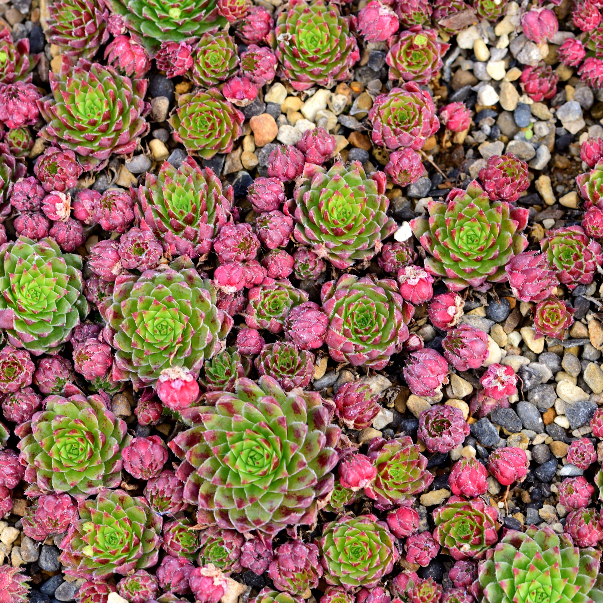 Jovibarba plant close up by MichelR45, GettyImages-1049296116