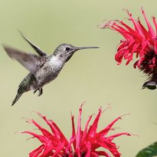 A hummingbird approaches red bergamot flowers