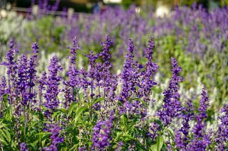 A close-up of a lavender patch