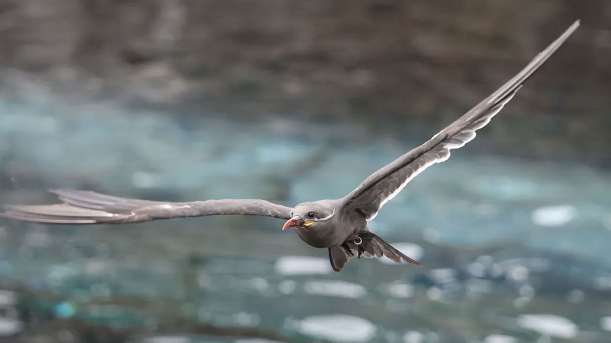 Best wildlife observation equipment 2025: Birds, bats, bees and everything inbetween