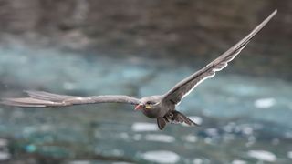 bird in flight