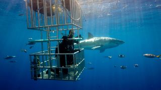 Person swimming with sharks in a cage