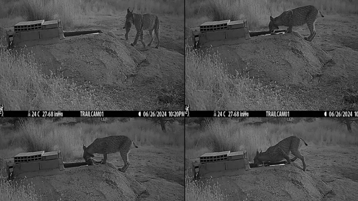Camera Traps Capture Iberian Lynxes Washing Prey