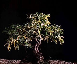 Schefflera bonsai tree with a black backdrop