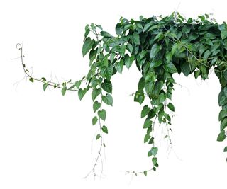 Trailing grape ivy