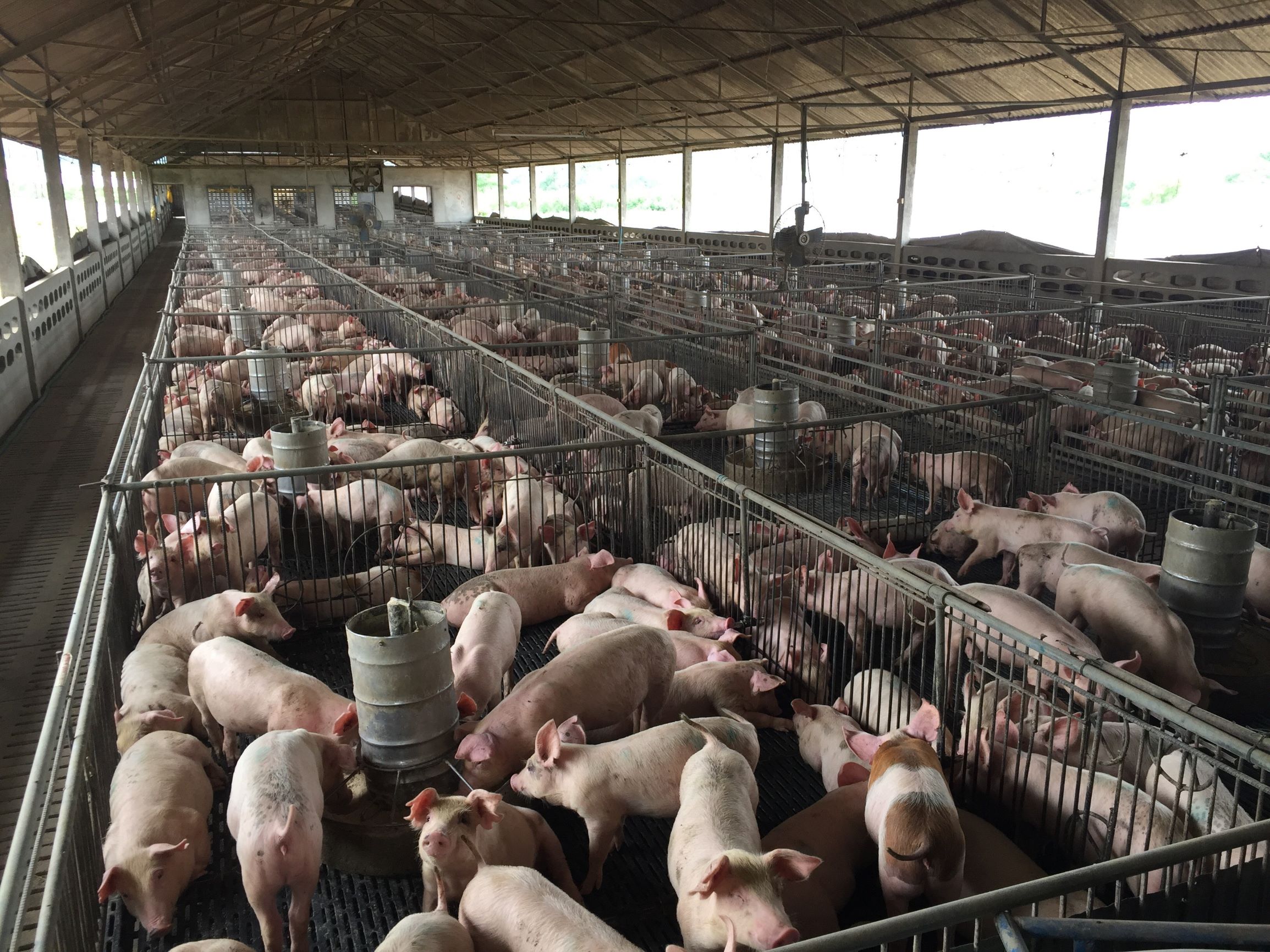 New Flu Virus With Pandemic Potential Found In Pigs Here S What That Means Live Science
