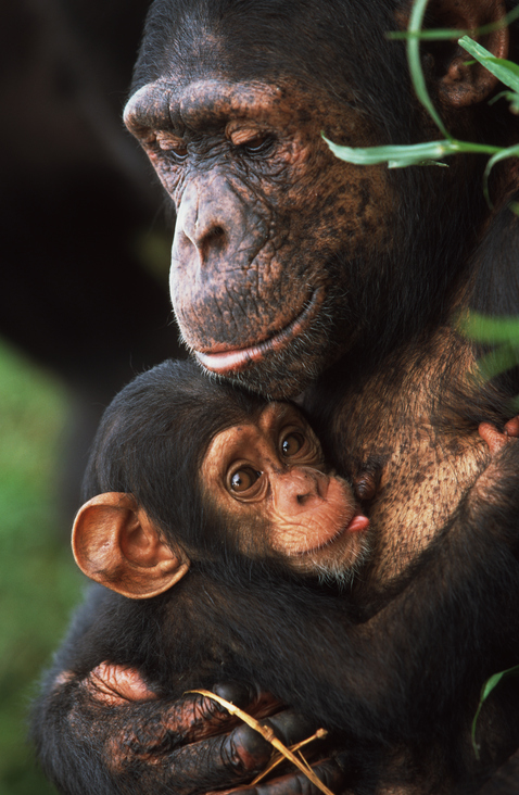 A close up of a mother chimpanzee holding a infant chimpanzee to her chest
