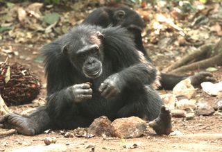 chimps with tools