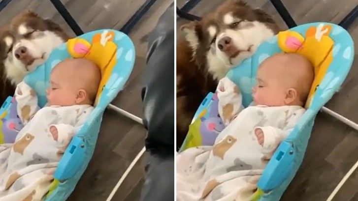 dog rocks baby to sleep