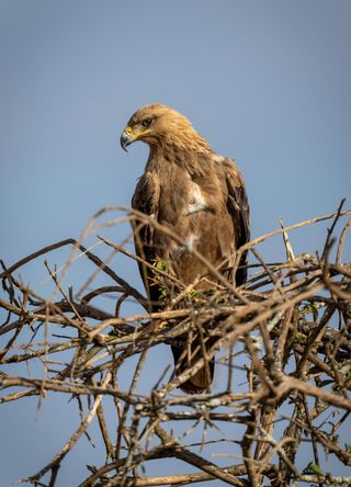 Laikipia, Kenya