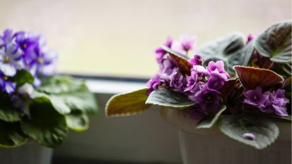 African violets in window