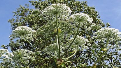 Giant hogweed infestation