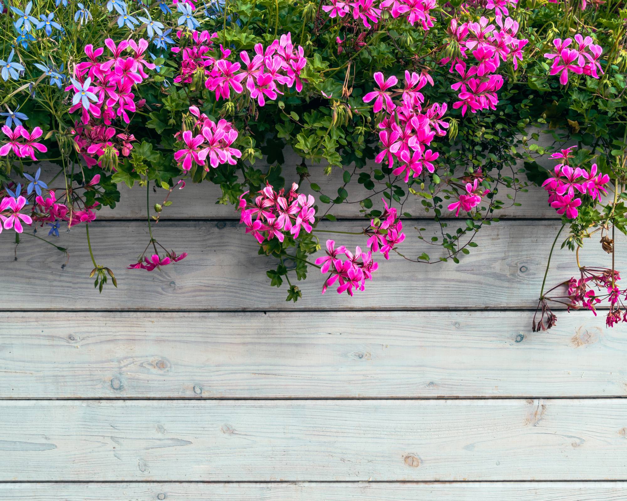 Bright pink ivy geraniums