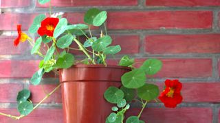 Nasturtiums grown in a pot