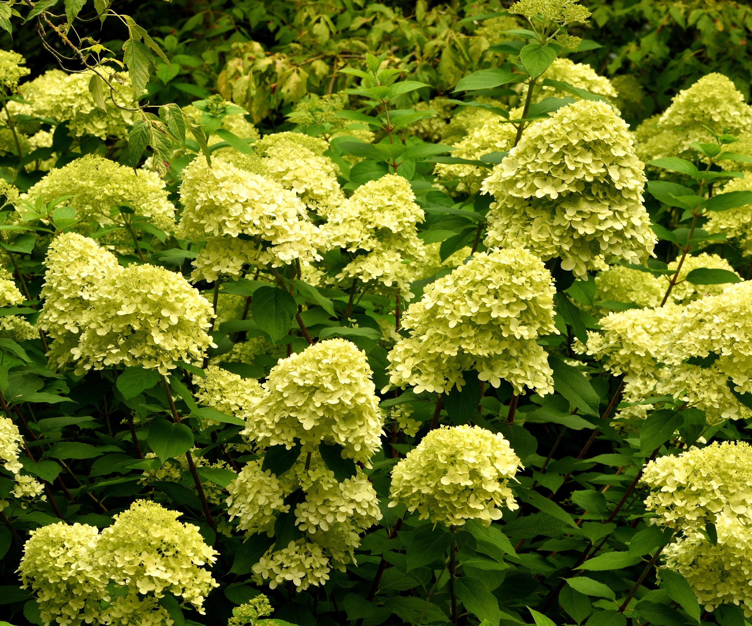 close up of Hydrangea Paniculata 'Limelight' as a hedge