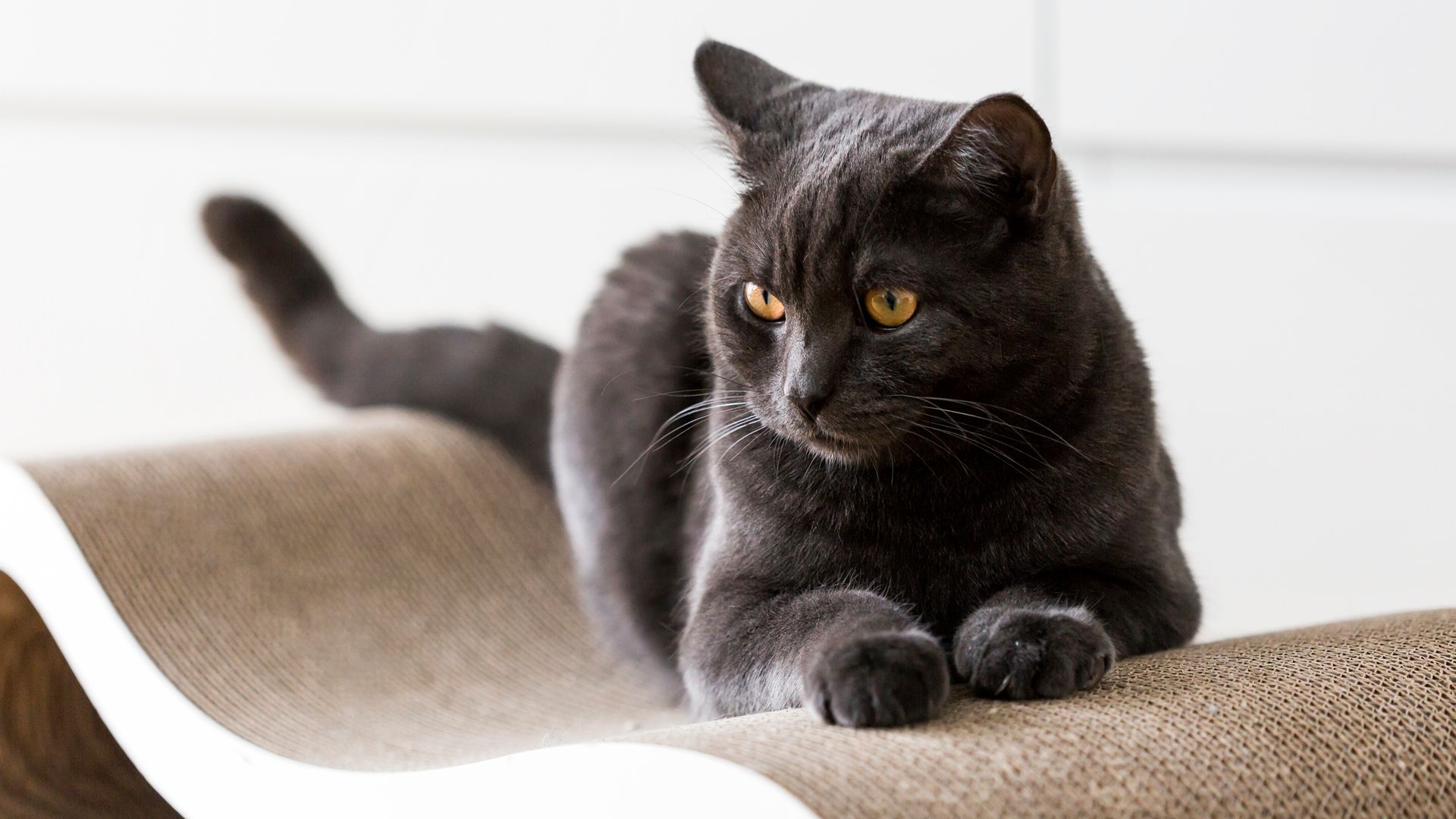 Black British Shorthair sitting on cat lounger