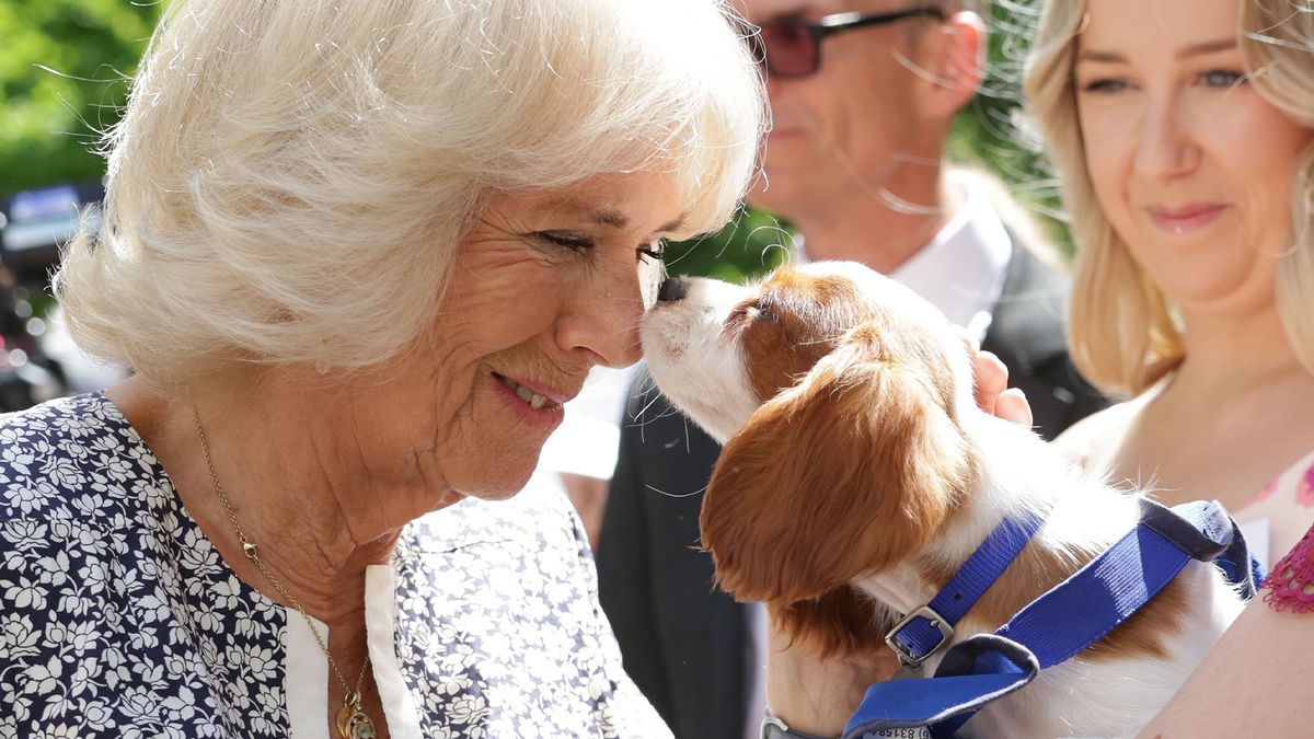 Queen Camilla greeting a dog