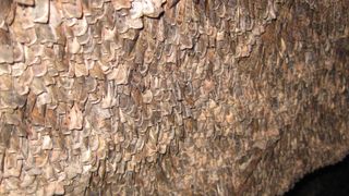 A large brown shape against a dark background