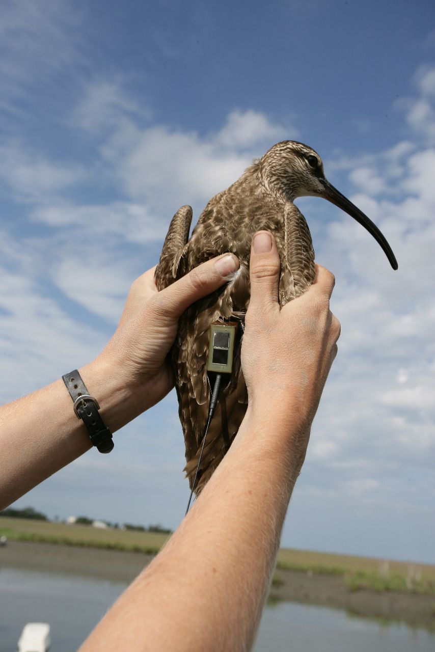 research in action, ria, Hurricane Irene, whimbrel, ecology, storms, shorebird, migration, hunting, shooting swamps, College of William &amp; Mary, birds, Tropical Storm Maria, Guadeloupe, Chinquapin, Goshen, Hope, Machi, Virginia Eastern Shore, Bryan Watts, 