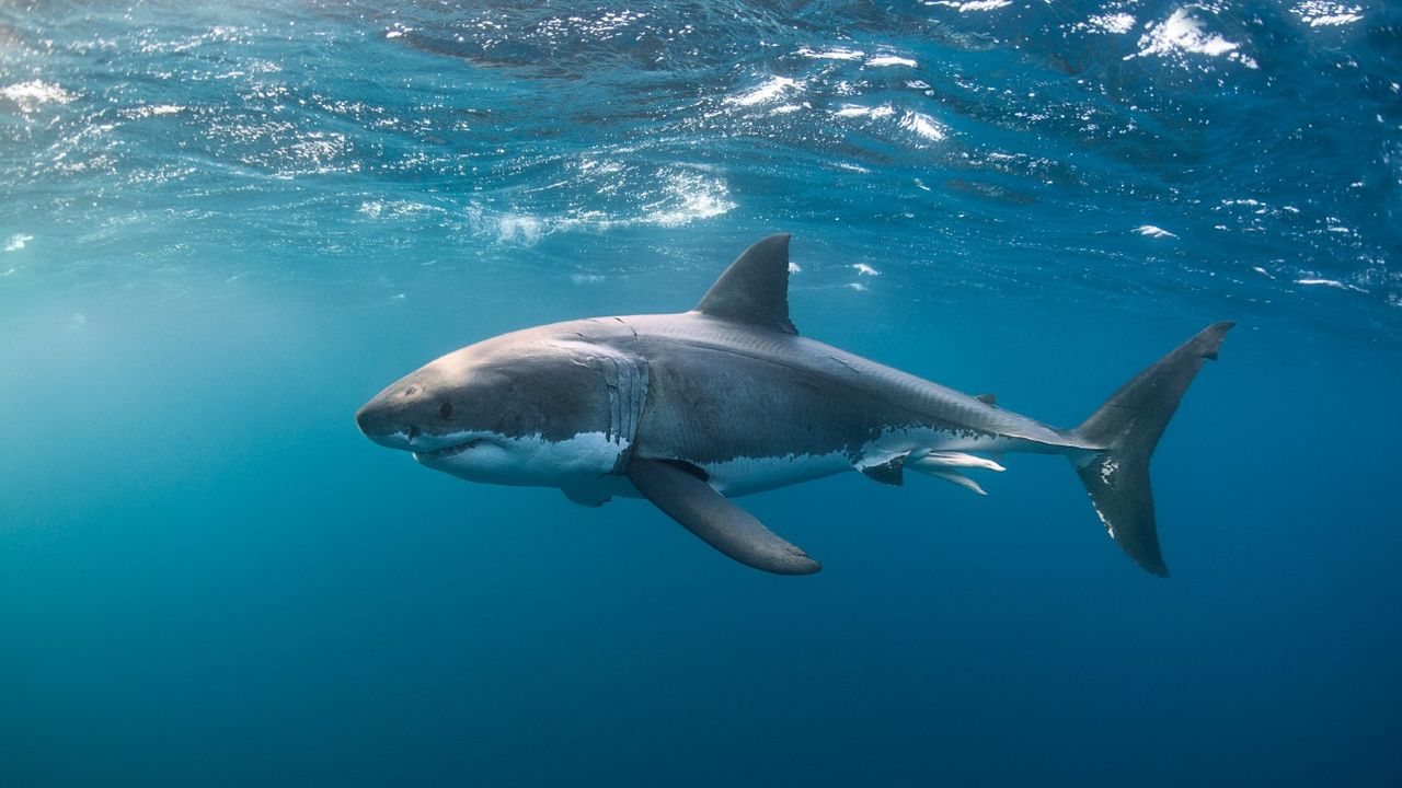 Great white shark